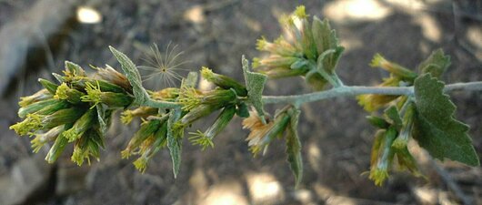 Brickellia californica flower